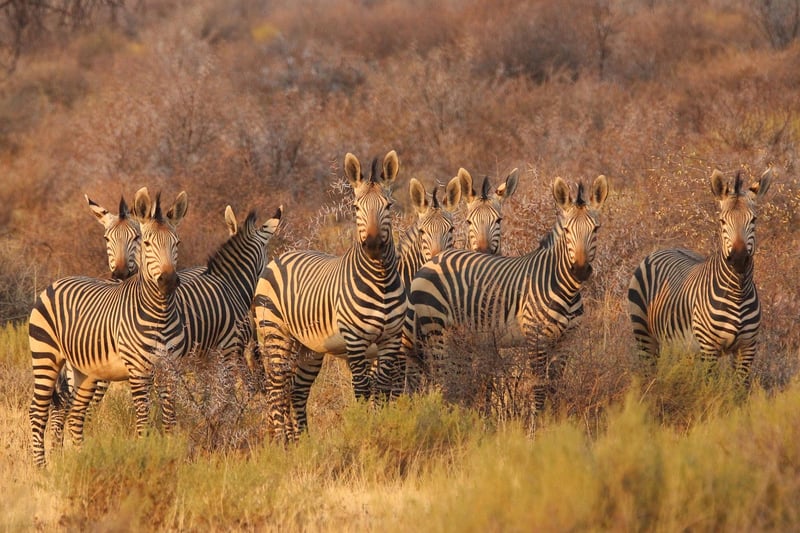 Serengeti Wilderness Camp