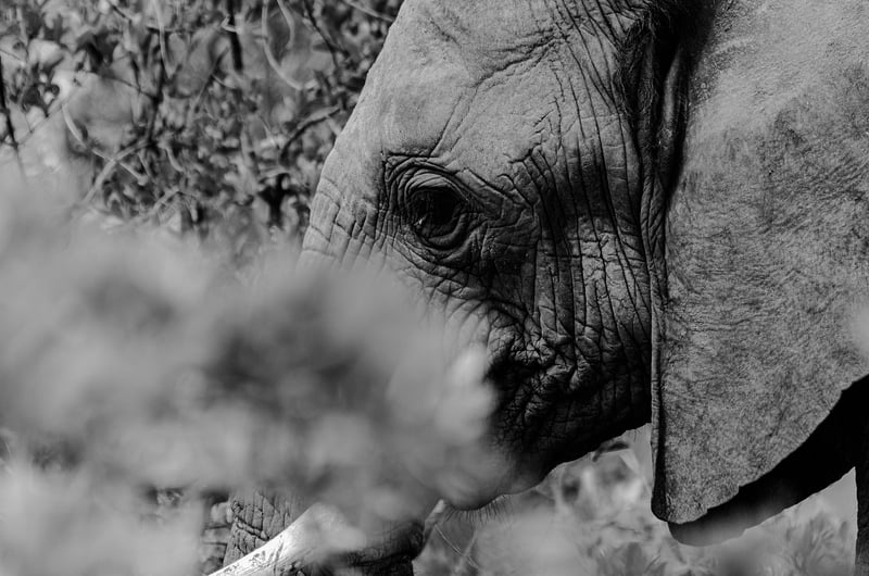 Kruger Shalati
